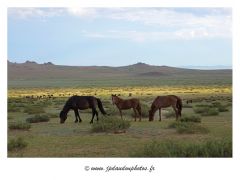 Mongolie - Grands espaces